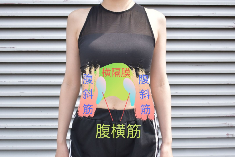 脇腹 脂肪 筋肉