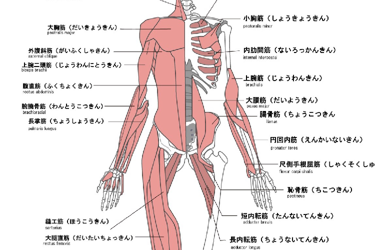 筋肉の名前