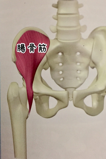 腸腰筋
