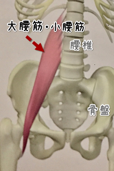 大腰筋、小腰筋、腸骨筋