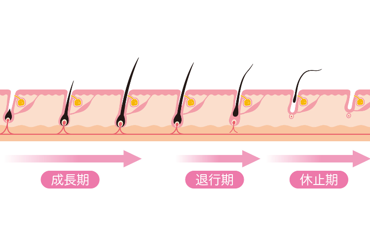 毛周期