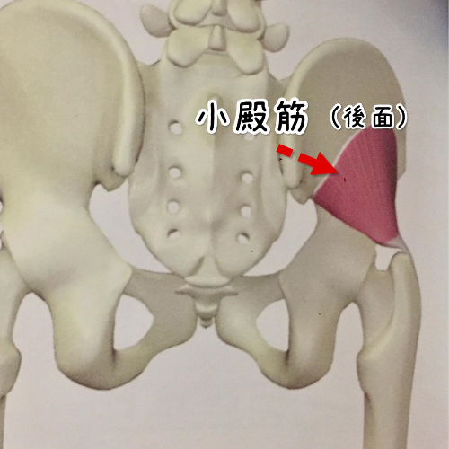 小殿筋