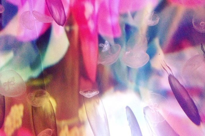 魅惑の空間を演出!「蜷川実花×すみだ水族館 クラゲ万華鏡トンネル」開催中