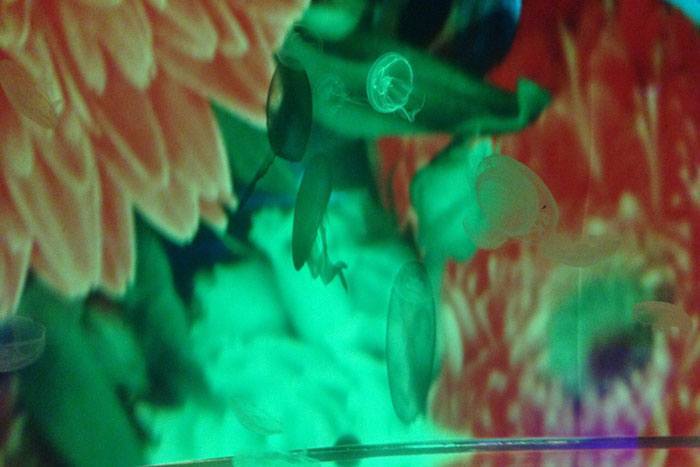 クラゲ万華鏡トンネルのイメージ