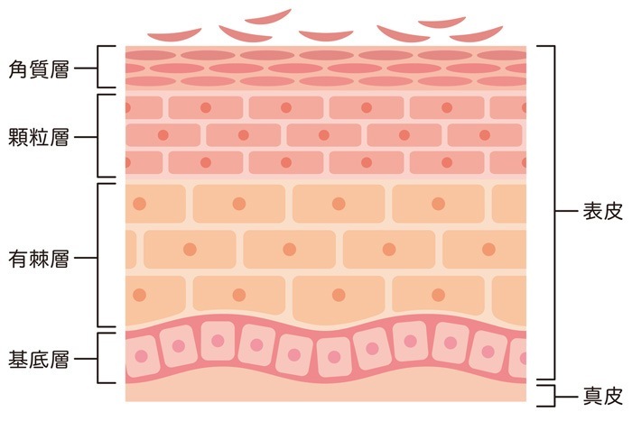 表皮の仕組み