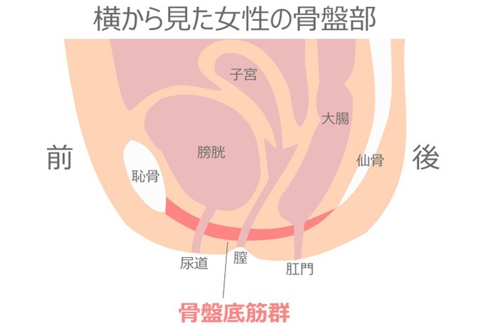 骨盤底筋群