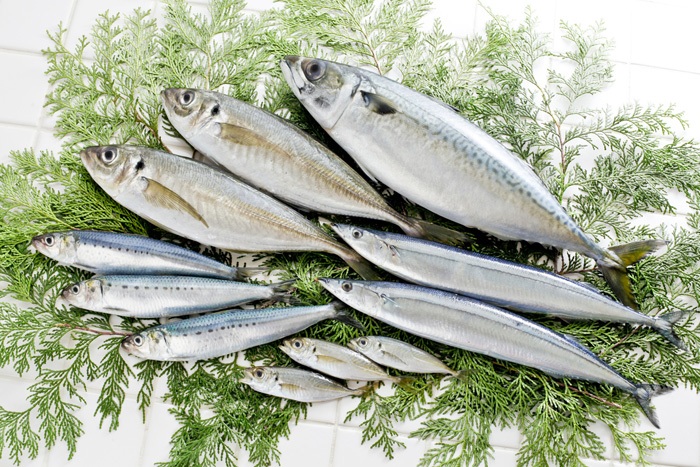 魚のイメージ