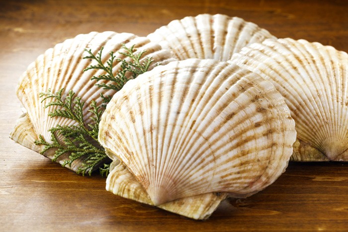 貝類のイメージ