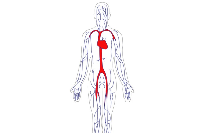 血管のイメージ