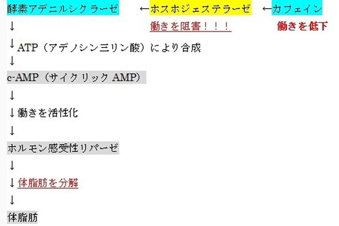 脂肪分解の仕組みのイメージ