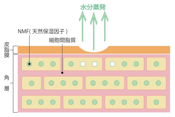 肌構造のイメージ